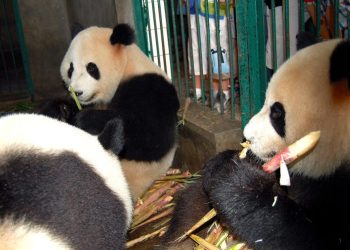 Panda durante il momento del pasto, le grate impediscono alle persone di avvicinarsi troppo